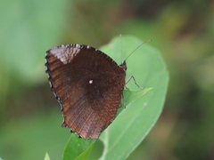 Elymnias hypermnestra hypermnestra