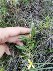 Osteospermum ciliatum
