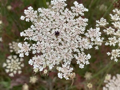 Daucus carota