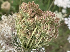 Daucus carota