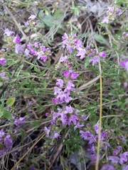 Thymus pallasianus