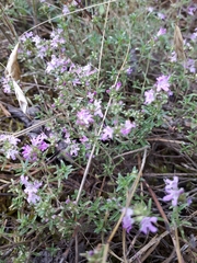 Thymus pallasianus