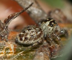 Macaroeris nidicolens
