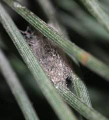 Macaroeris nidicolens