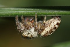 Macaroeris nidicolens