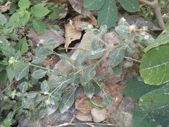 Strobilanthes crossandra