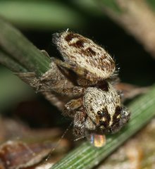 Macaroeris nidicolens