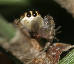 Macaroeris nidicolens