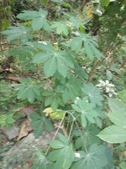 Manihot carthagenensis