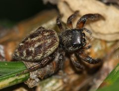 Macaroeris nidicolens