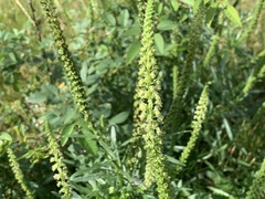 Reseda luteola
