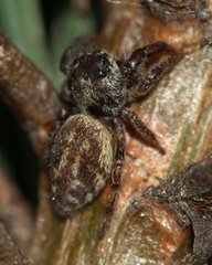 Macaroeris nidicolens