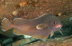Lotella rhacina