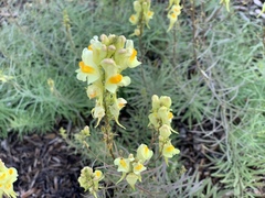 Linaria vulgaris