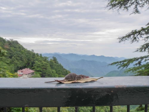 Himalayan Shrew (Soriculus nigrescens) — Least Concern Mammalia