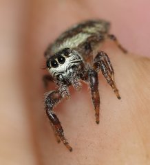Macaroeris nidicolens