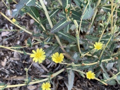 Lactuca serriola