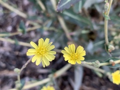 Lactuca serriola