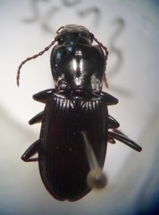 Pterostichus herculaneus