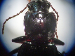 Pterostichus herculaneus