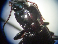 Pterostichus herculaneus