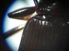 Pterostichus herculaneus