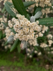 Spyridium globulosum