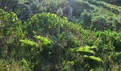 Veltheimia bracteata