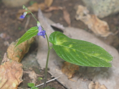Rhynchoglossum