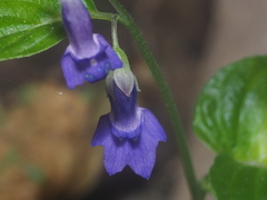 Rhynchoglossum