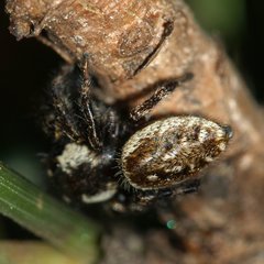 Macaroeris nidicolens
