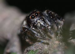 Macaroeris nidicolens