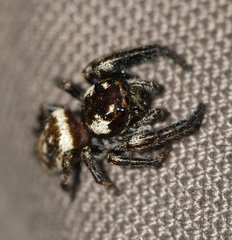 Macaroeris nidicolens