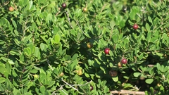 Rhoicissus tridentata tridentata