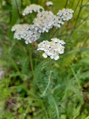 Achillea millefolium