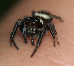 Macaroeris nidicolens