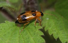 Phyllobrotica quadrimaculata