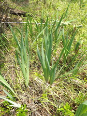 Iris laevigata