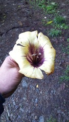 Solandra