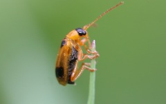 Phyllobrotica quadrimaculata