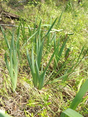Iris laevigata