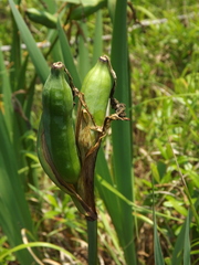 Iris laevigata