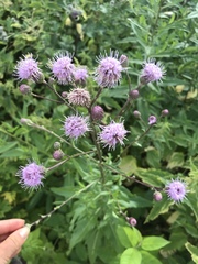 Cirsium arvense