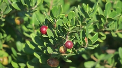 Rhoicissus tridentata tridentata