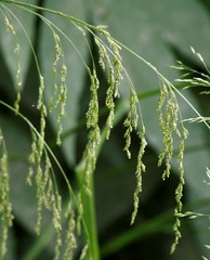 Glyceria arundinacea