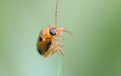 Phyllobrotica quadrimaculata