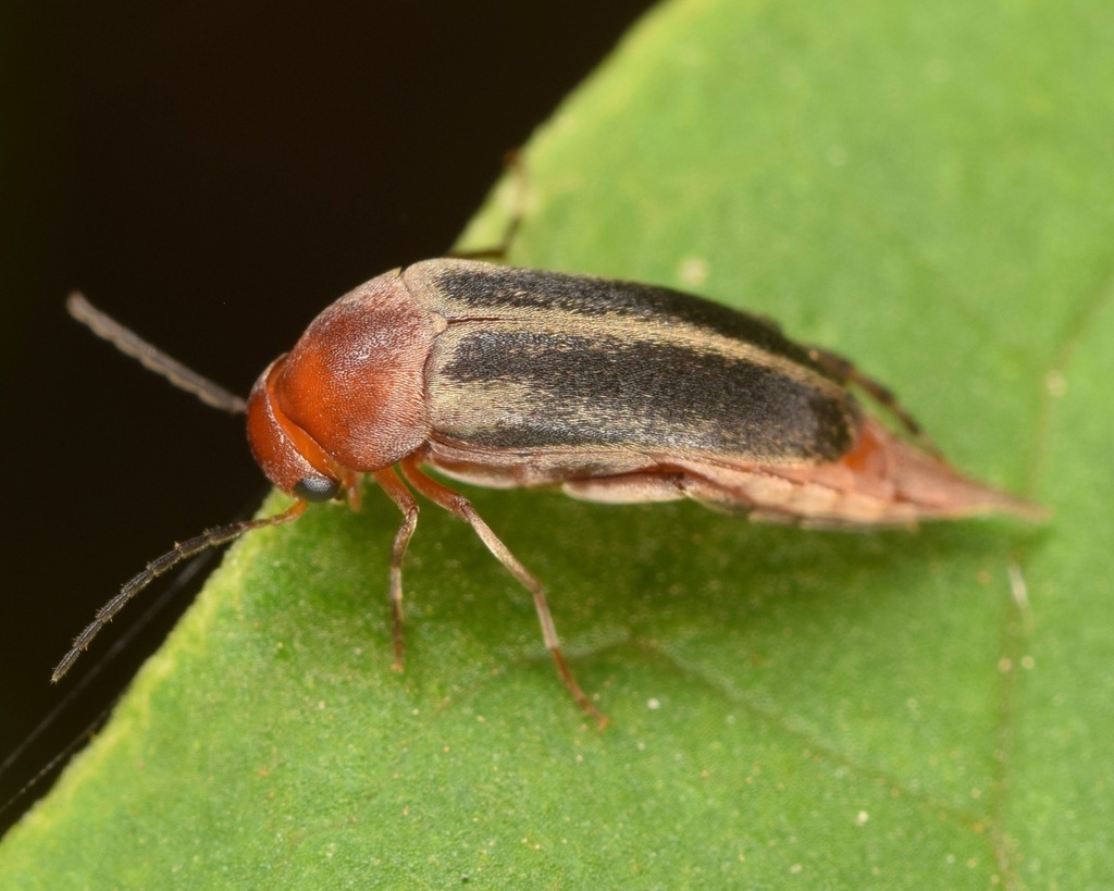 Mordellistena fuscipennis