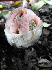 Clathrus transvaalensis