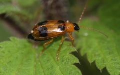 Phyllobrotica quadrimaculata