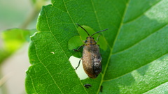 Xanthogaleruca maculicollis
